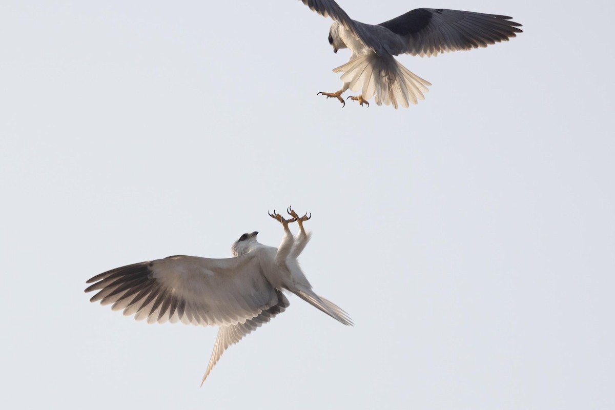 דאה שחורת-כתף - ML646805206