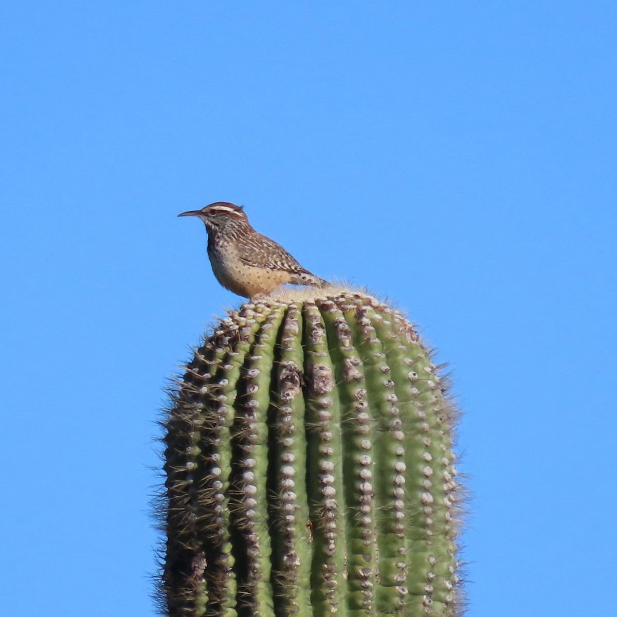 Kaktuszaunkönig - ML646805219