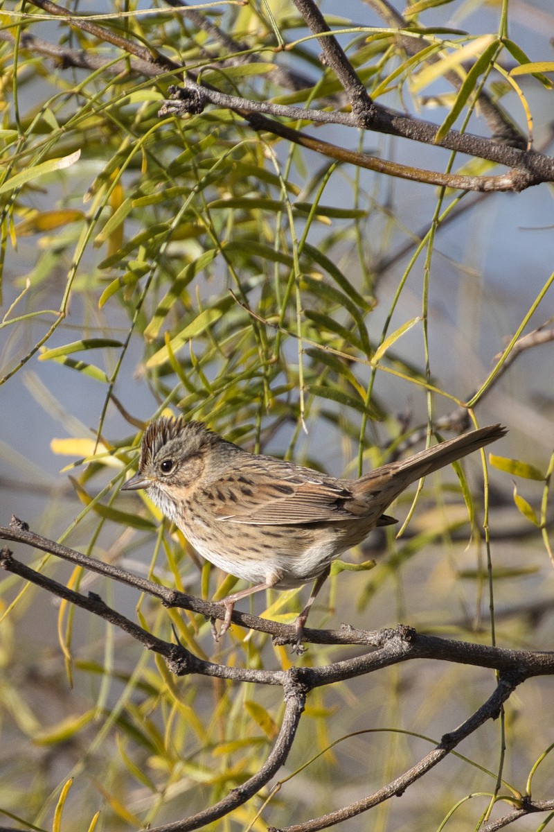 Lincolnammer - ML646805220