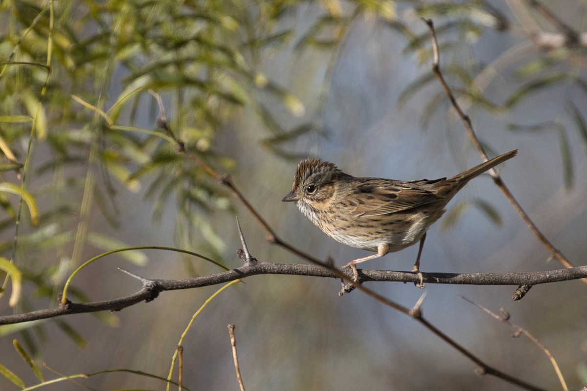 Lincolnammer - ML646805222