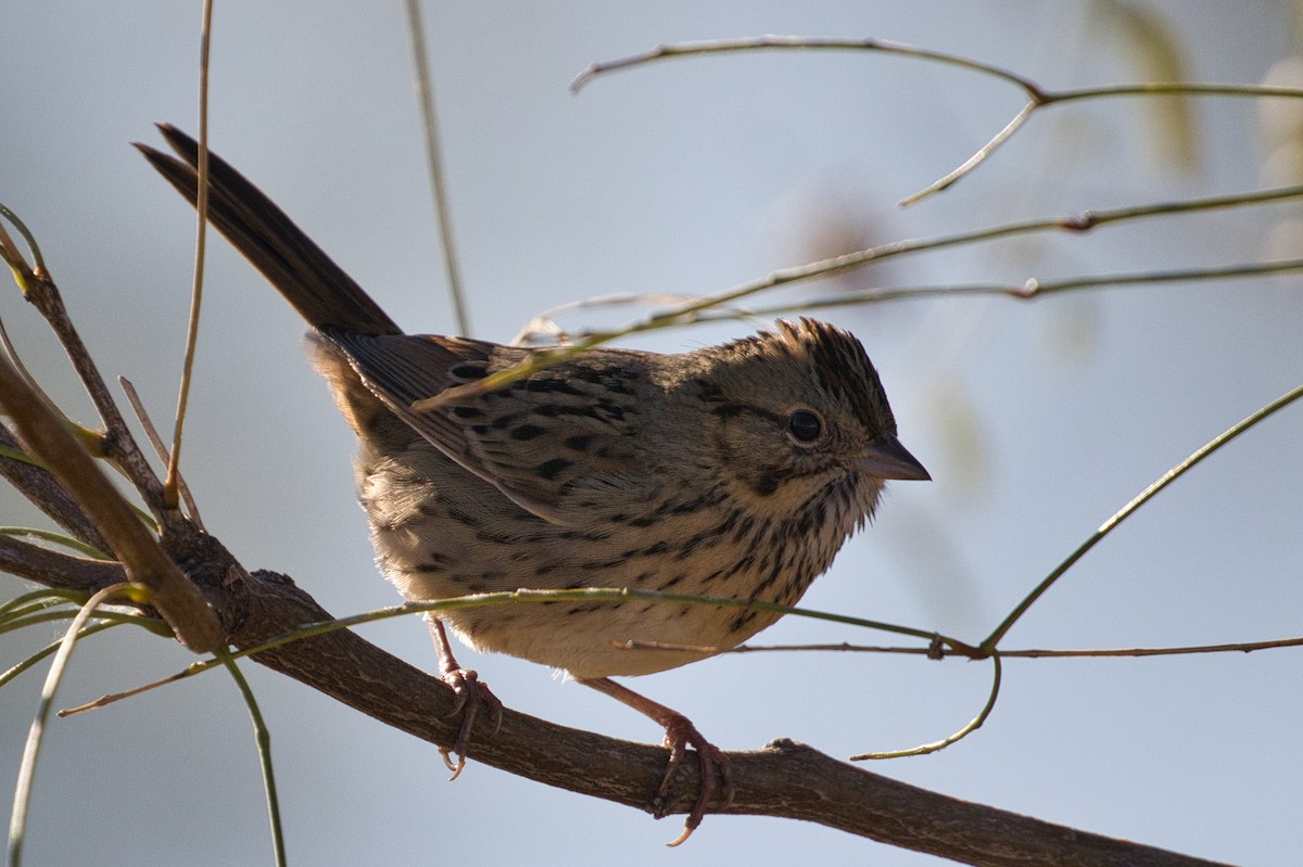 Lincolnammer - ML646805223