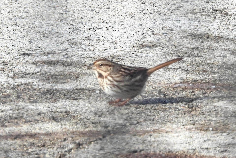 Song Sparrow - ML646805224