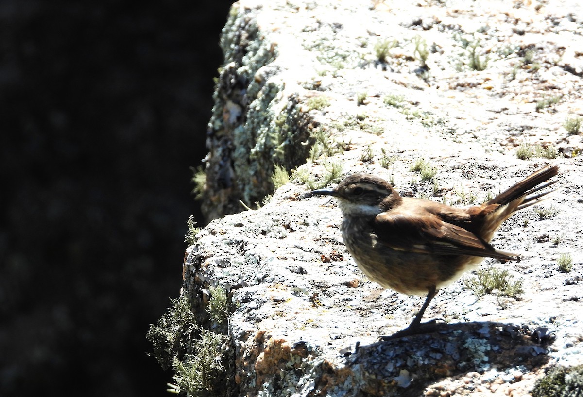 Пестрокрылая трясохвостка - ML646805225