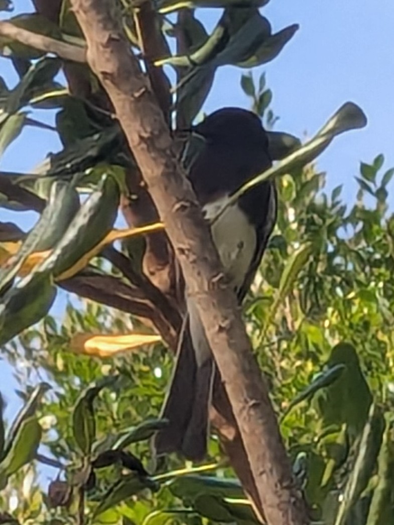 Black Phoebe - ML646805228