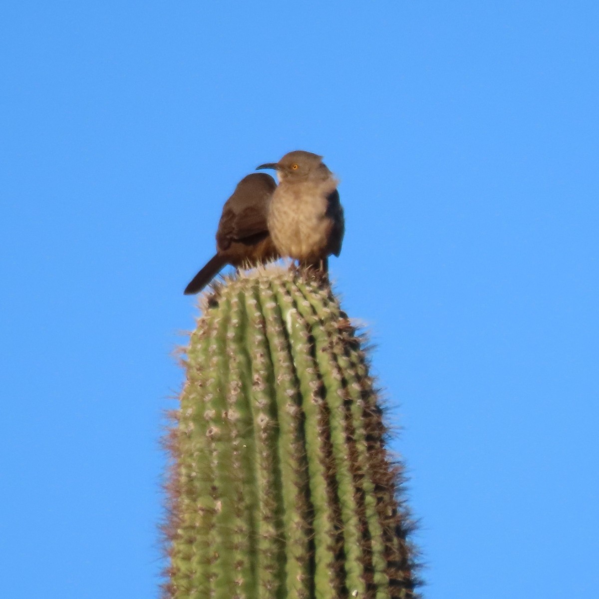 マルハシツグミモドキ - ML646805229