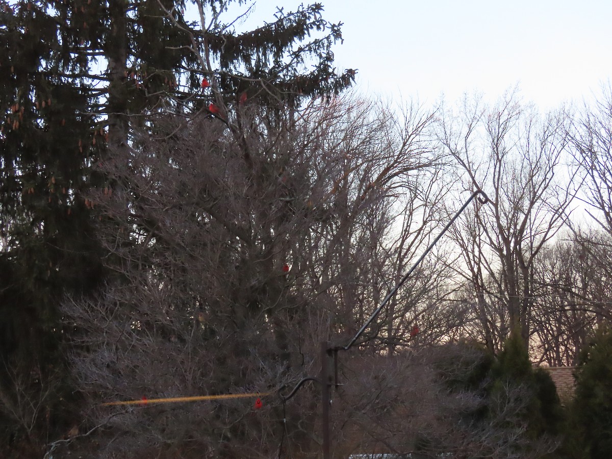 Northern Cardinal - ML646805234