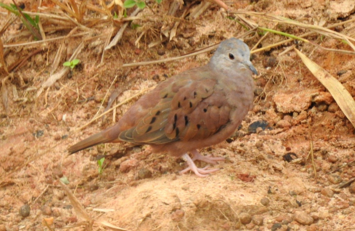 Ruddy Ground Dove - ML646805235