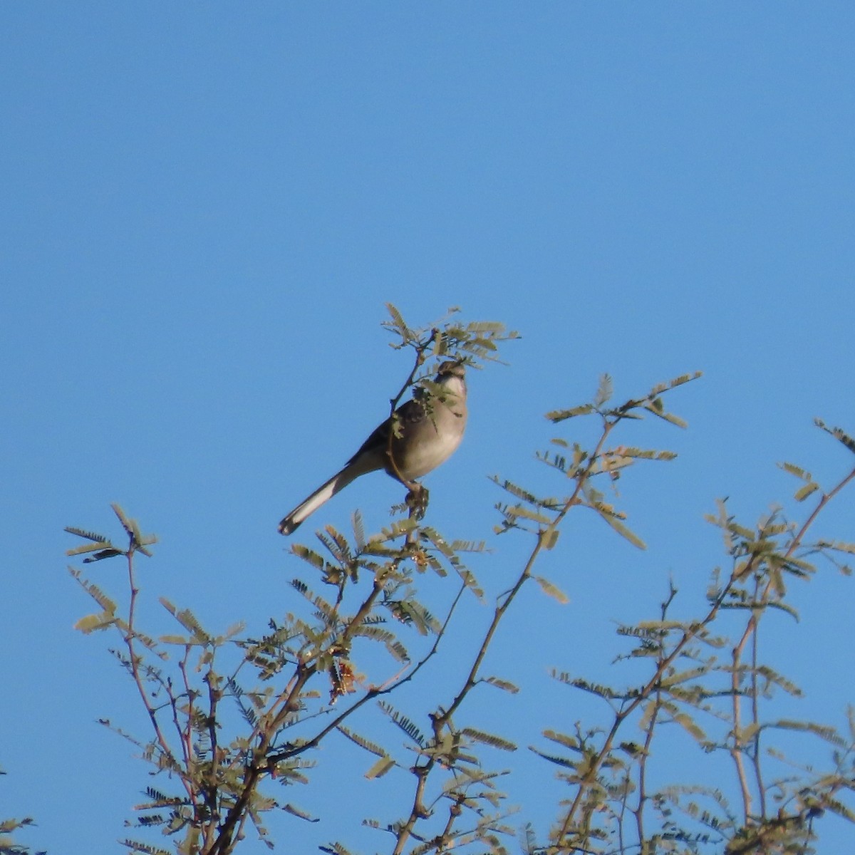 Gartenspottdrossel - ML646805236