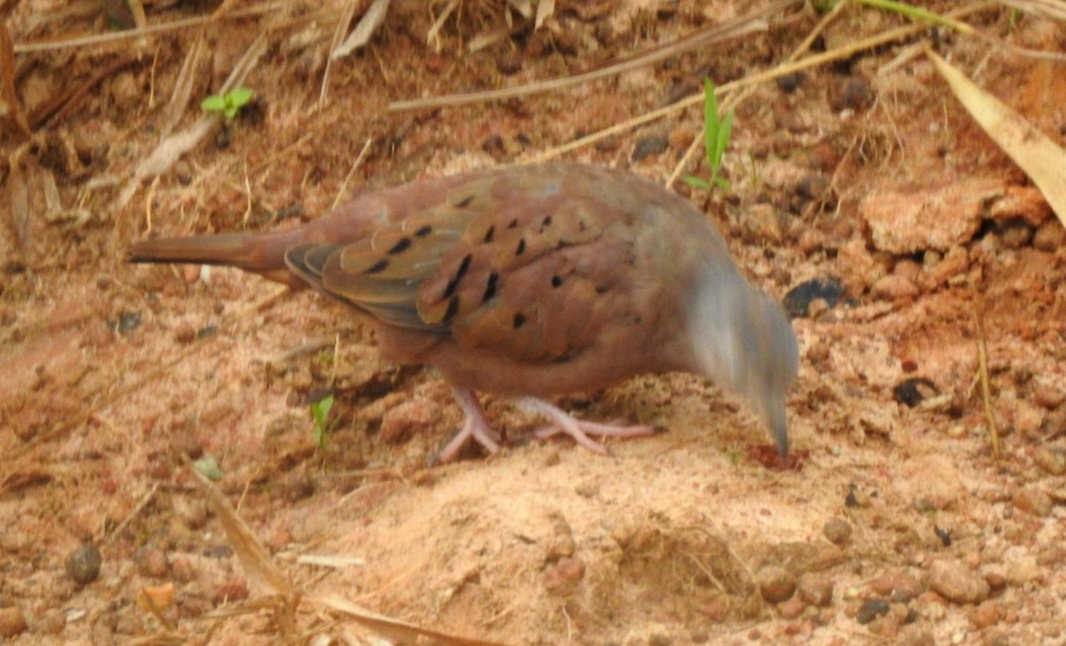 Ruddy Ground Dove - ML646805237