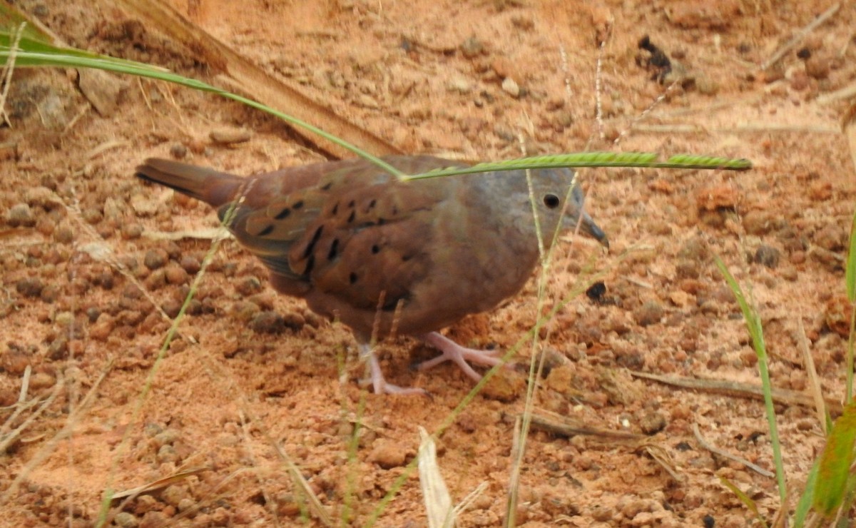 Ruddy Ground Dove - ML646805238