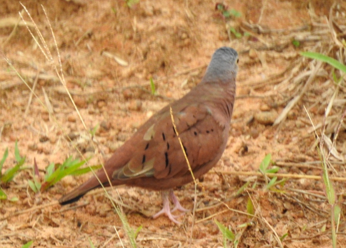 Ruddy Ground Dove - ML646805239