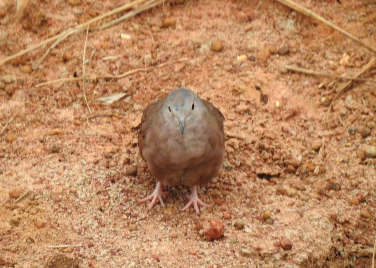 Ruddy Ground Dove - ML646805240