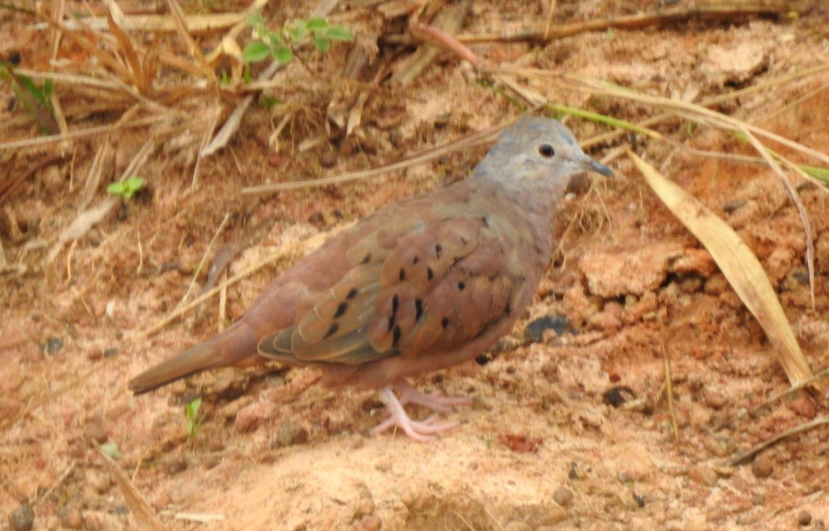 Ruddy Ground Dove - ML646805241