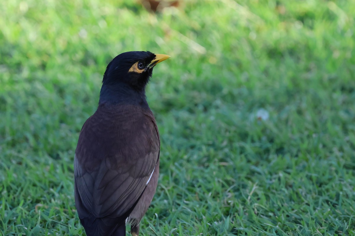 Miná Común - ML646805242