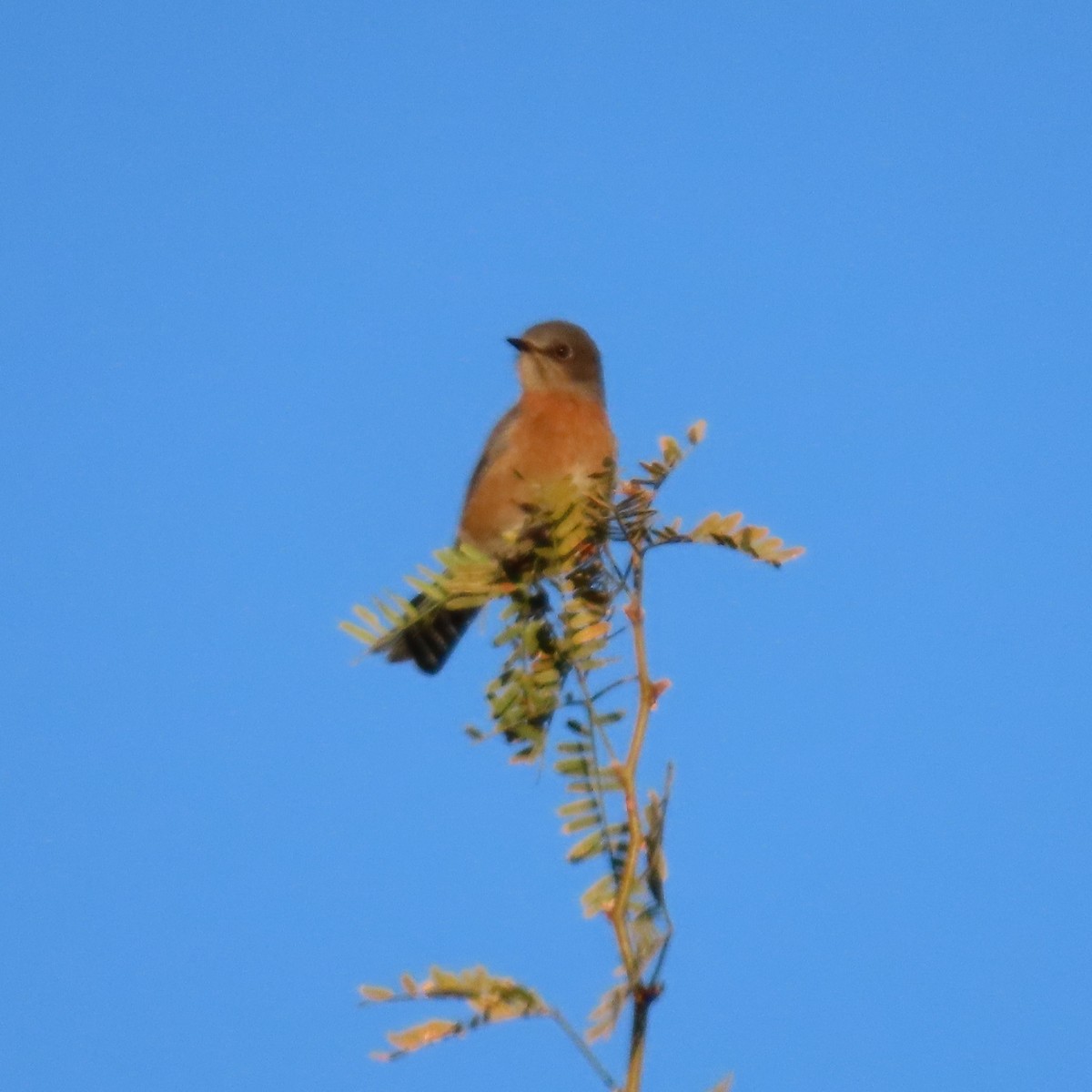 Blaukehl-Hüttensänger - ML646805247