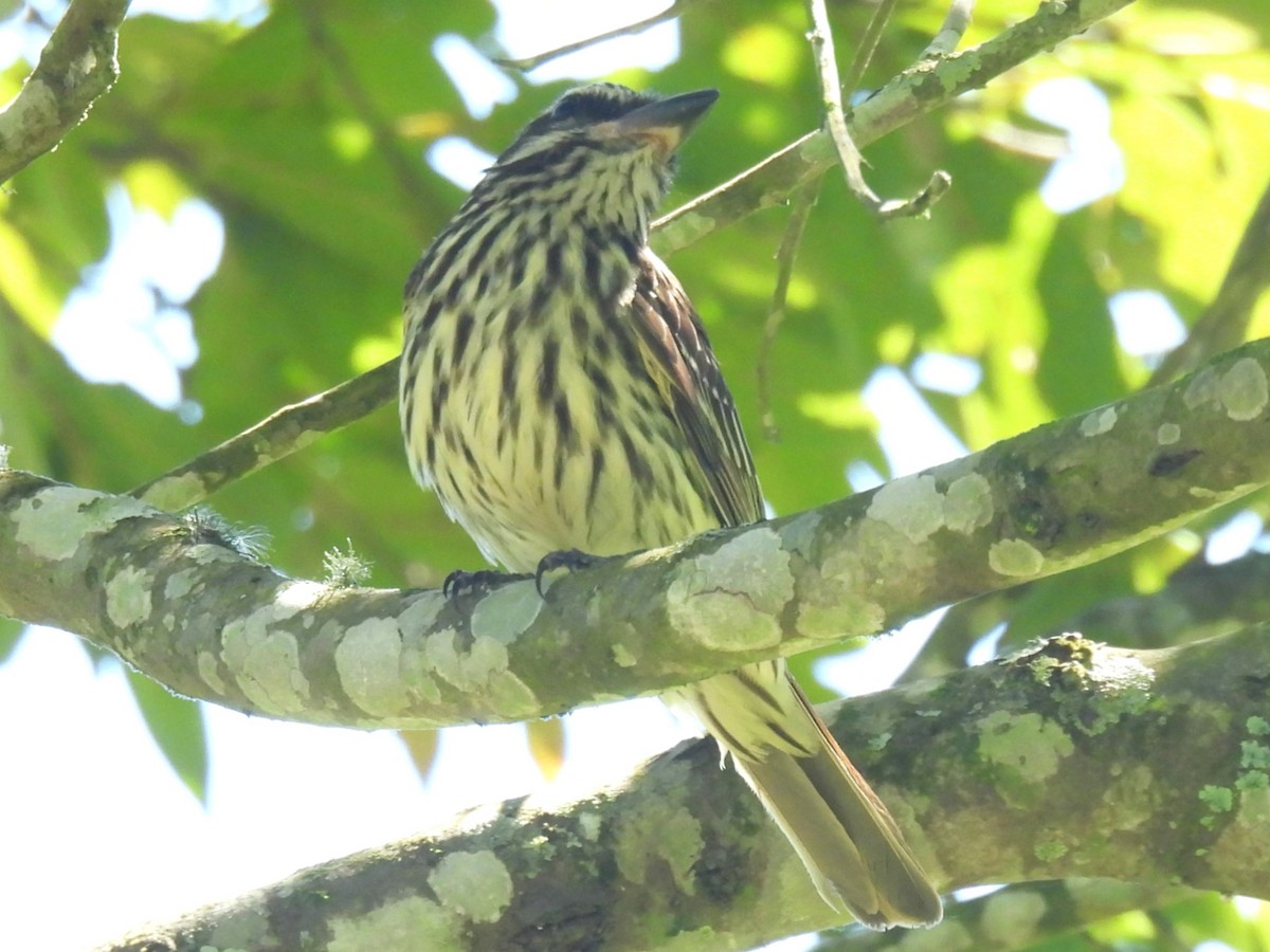 ブチタイランチョウ - ML646805248