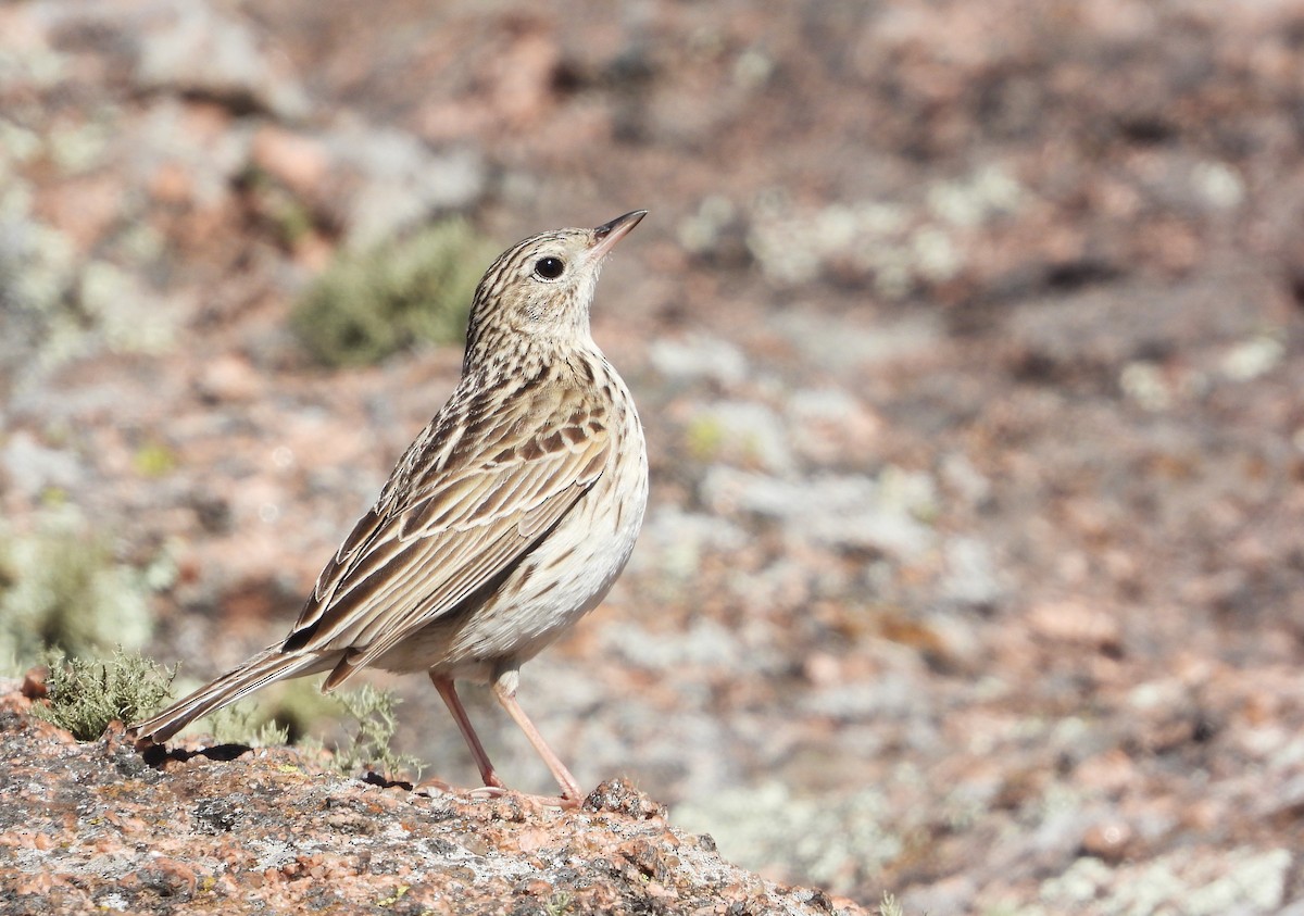 Бурохвостый конёк - ML646805249