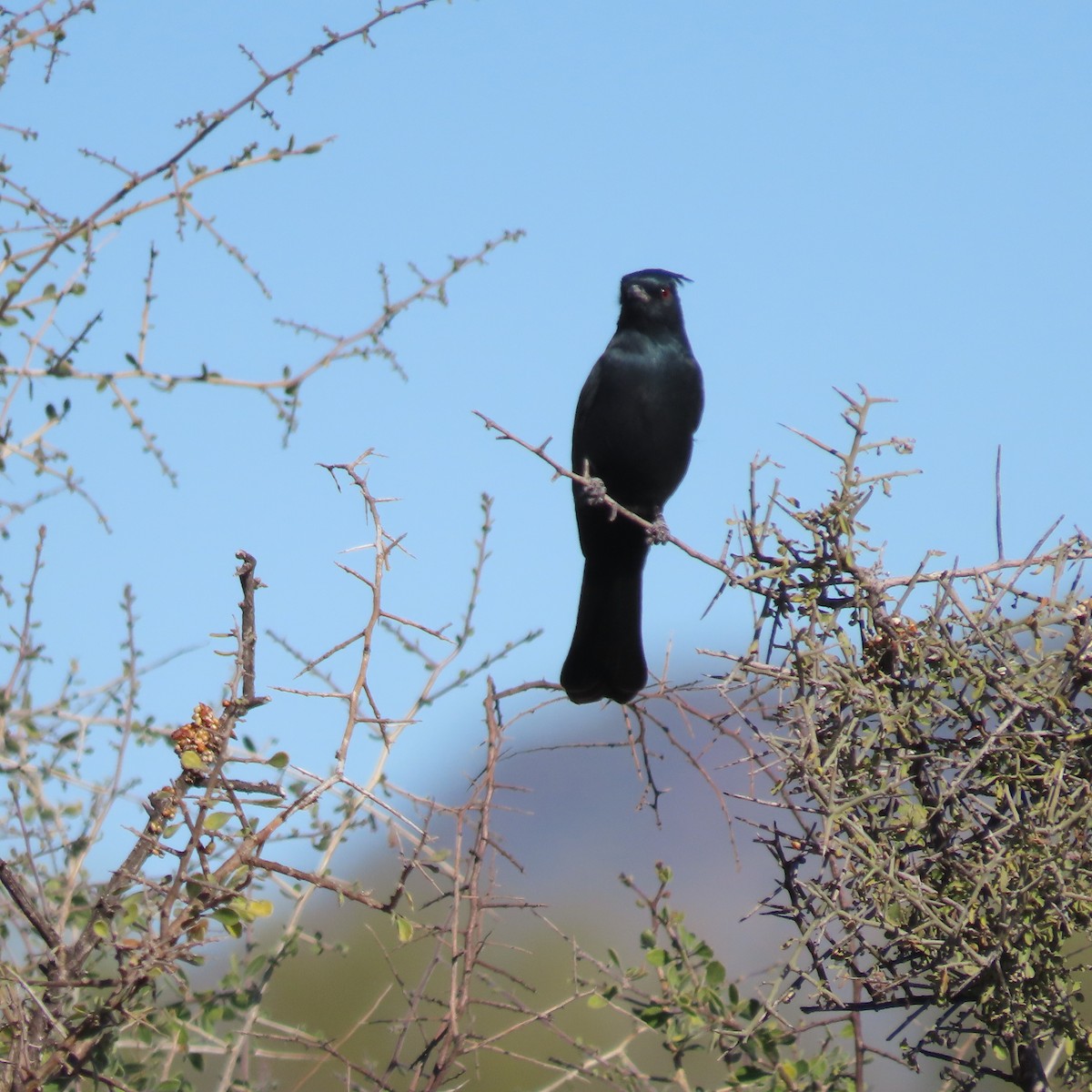 Trauerseidenschnäpper - ML646805251