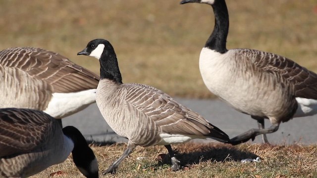 Cackling Goose (Richardson's) - ML646805253