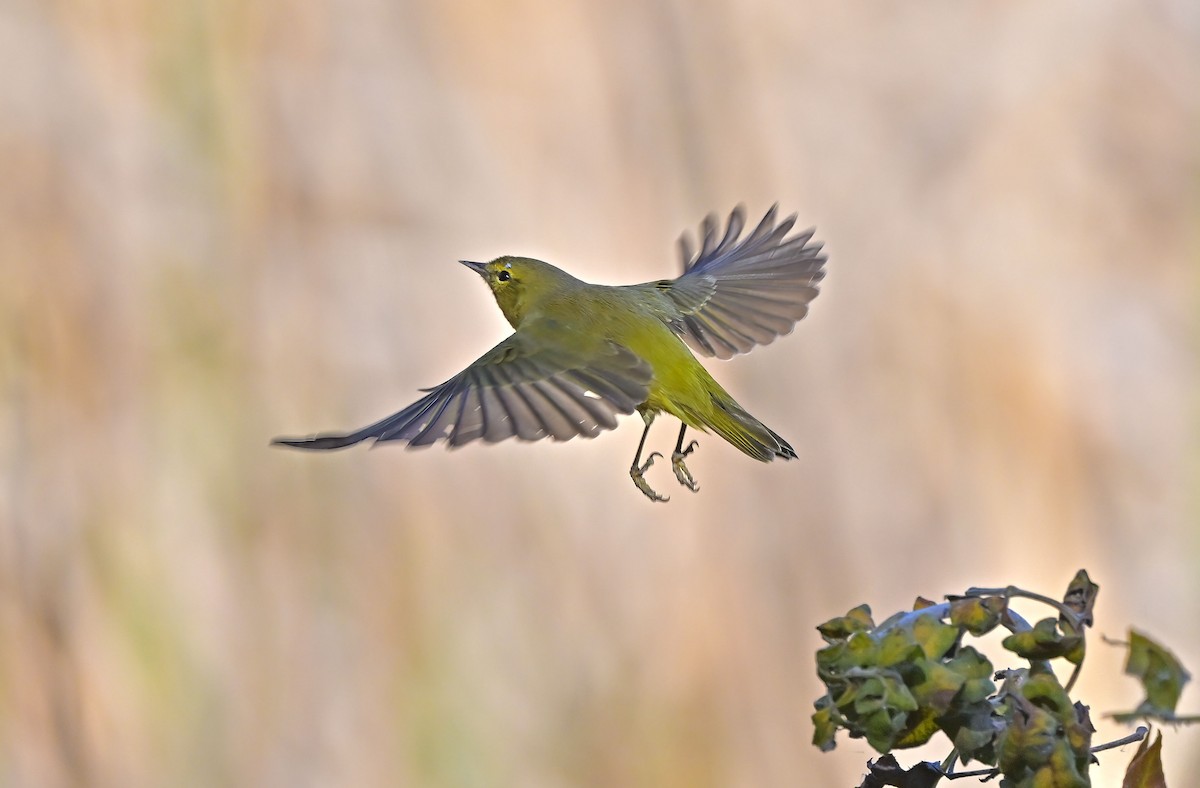 Orange-crowned Warbler - ML646805254