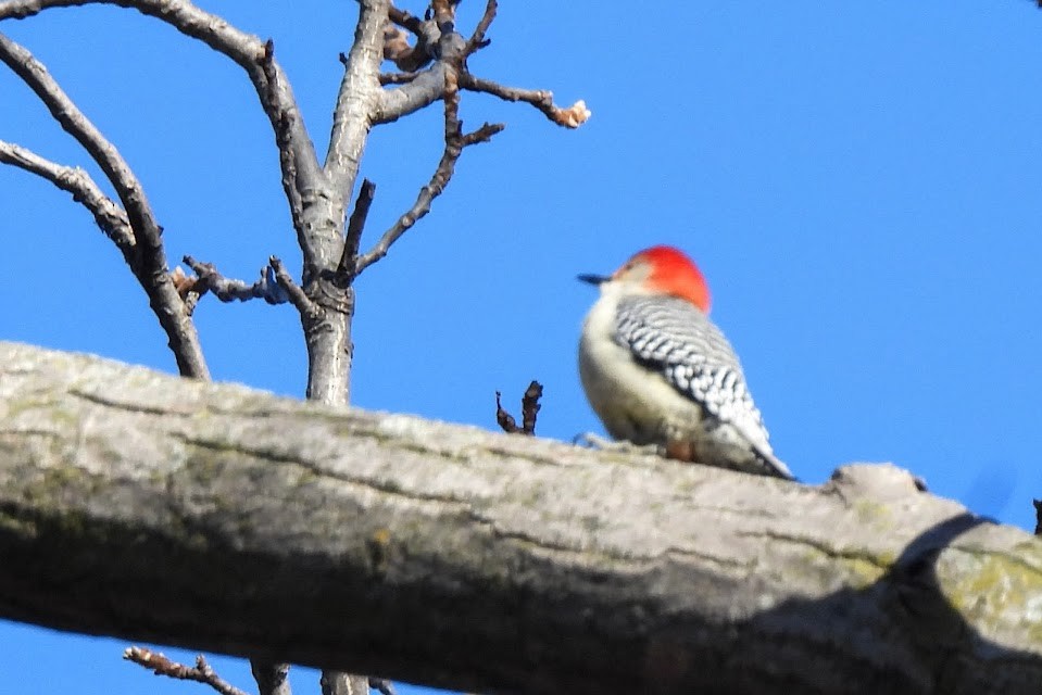 Red-bellied Woodpecker - ML646805256