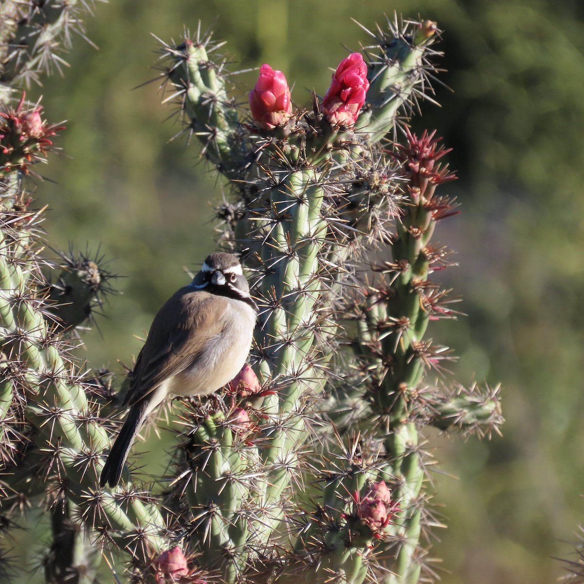 Black-throated Sparrow - ML646805257