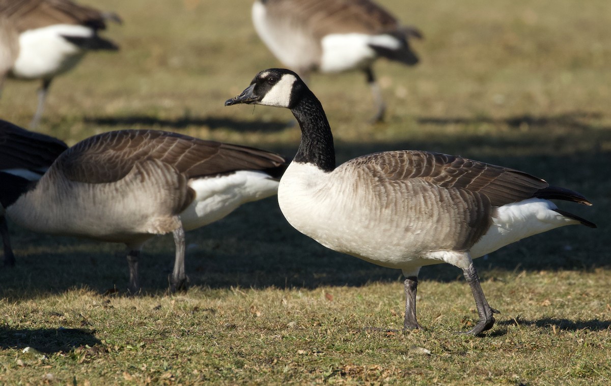 Canada Goose - ML646805258