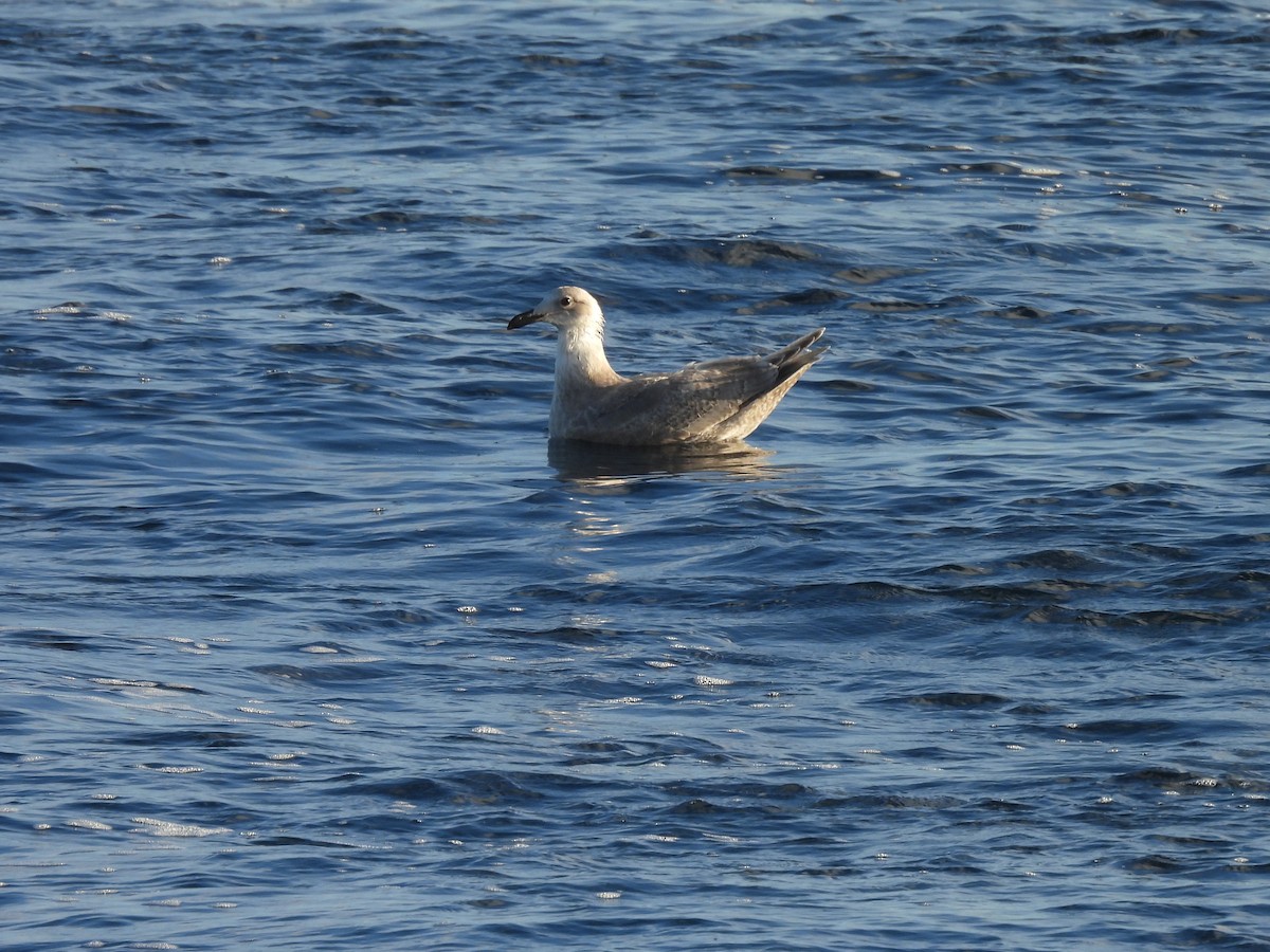 Glaucous-winged Gull - ML646805261