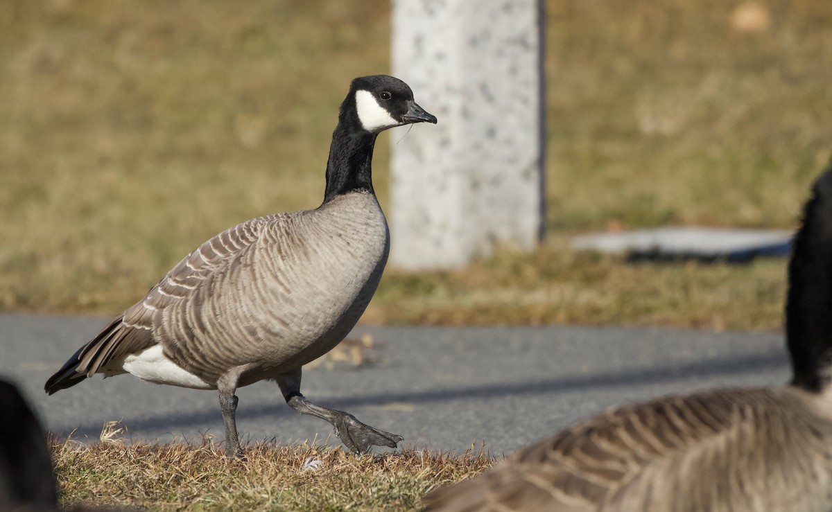 Cackling Goose (Richardson's) - ML646805262