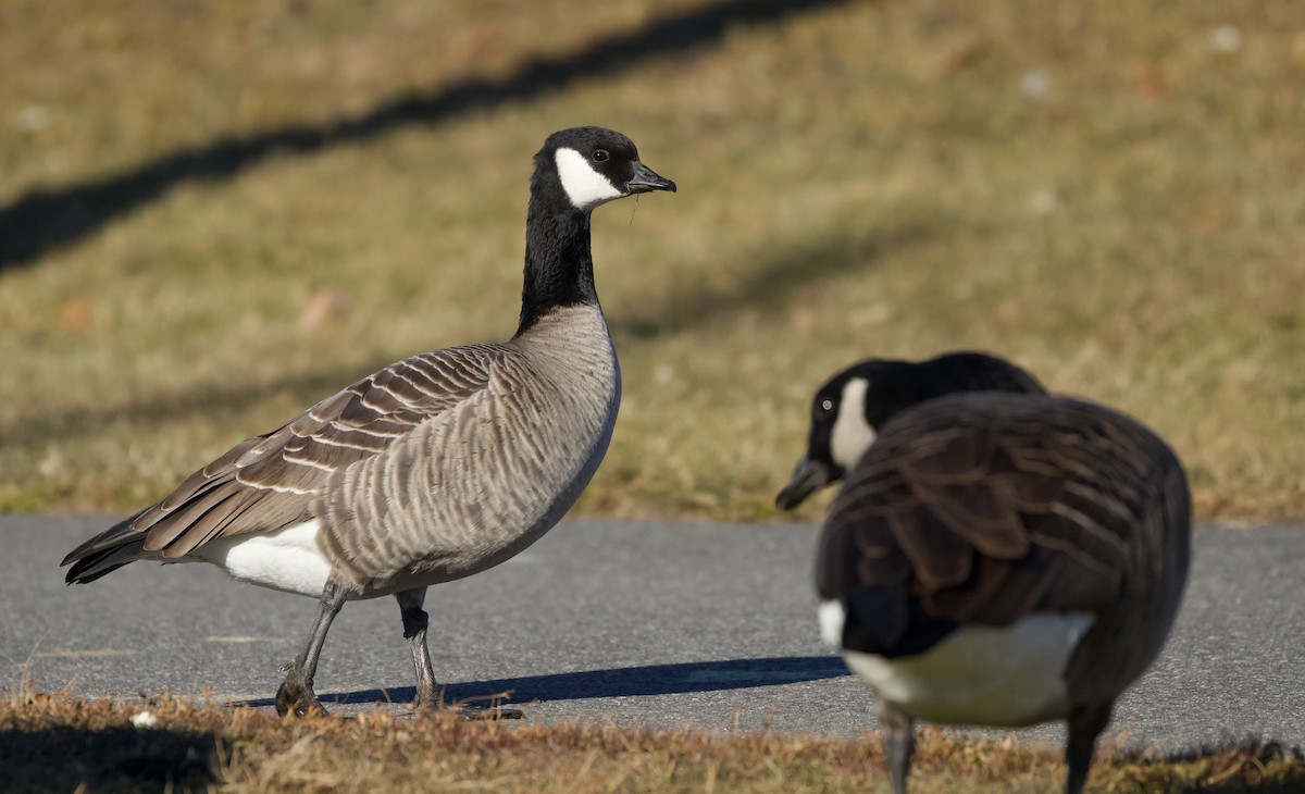 Cackling Goose (Richardson's) - ML646805263