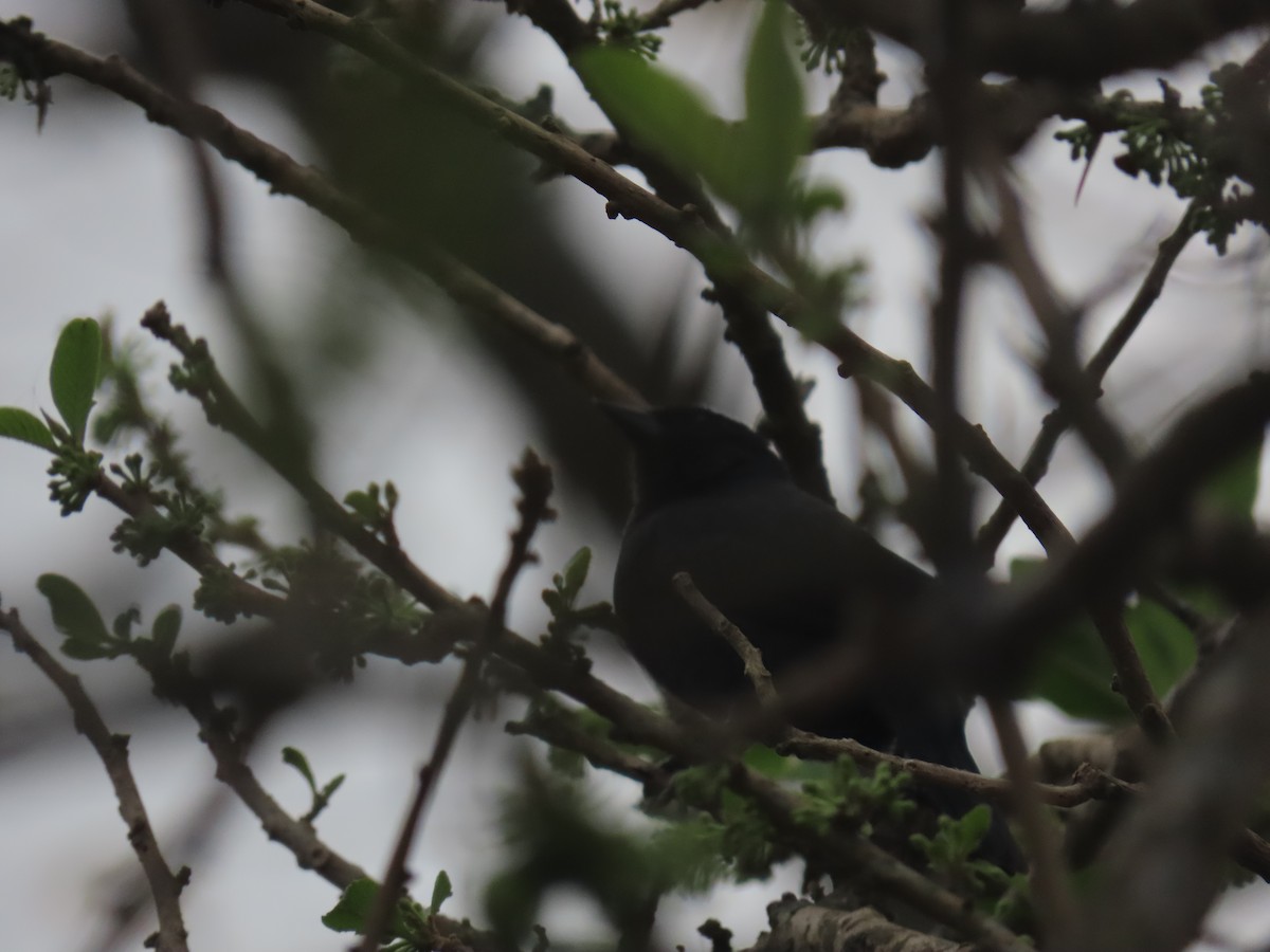 Блестящий трупиал - ML646805264