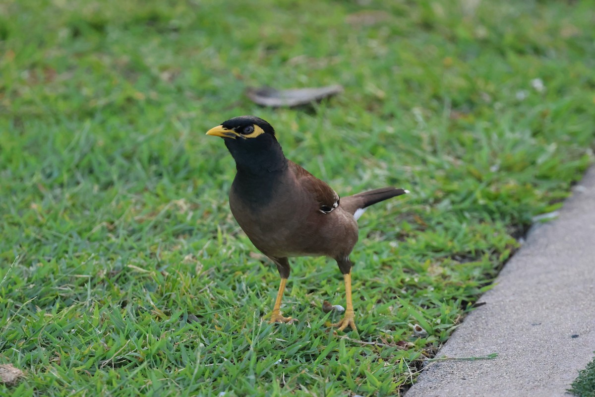 Miná Común - ML646805266