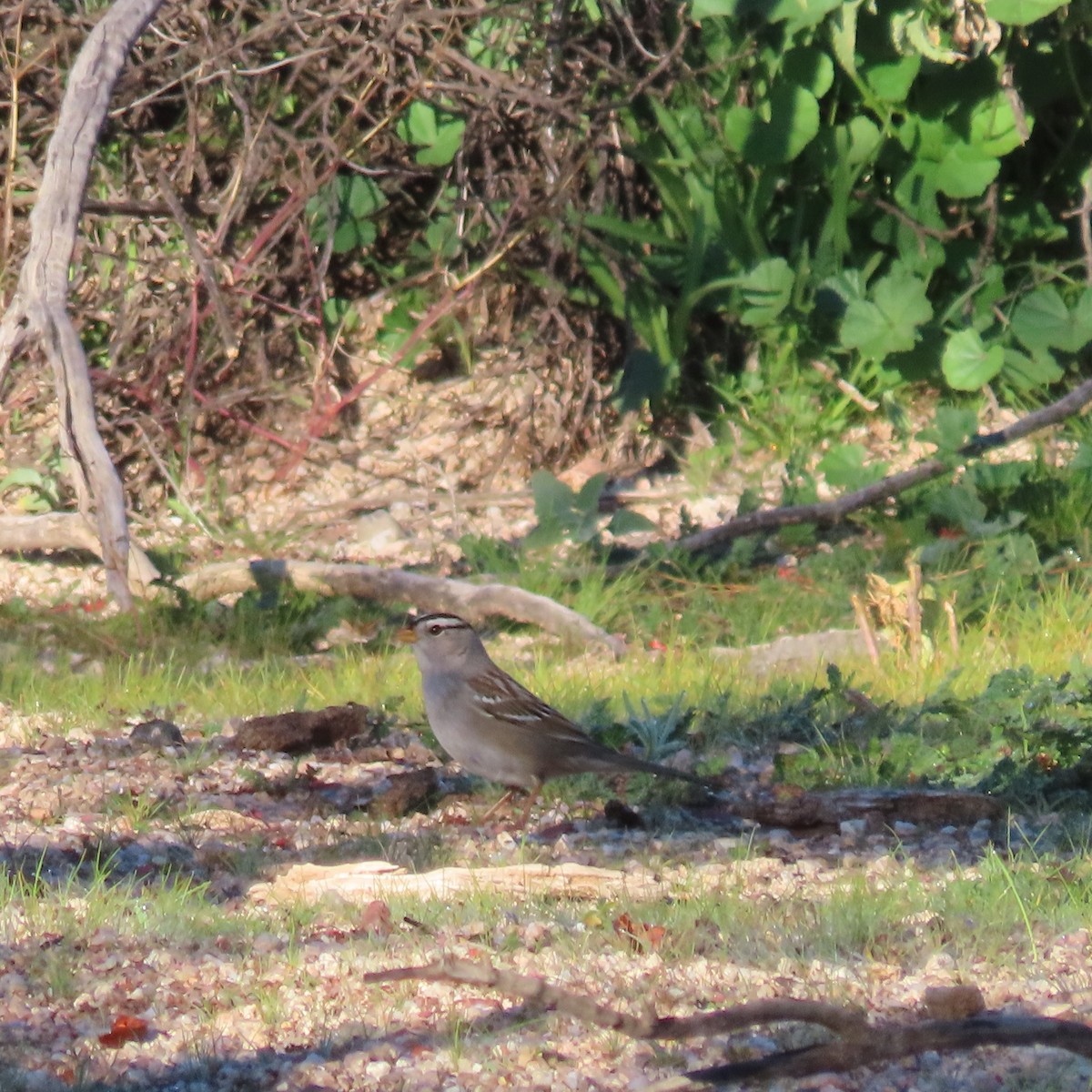 Dachsammer - ML646805267