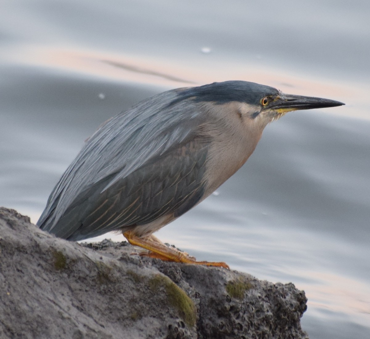 Little Heron - ML646805269