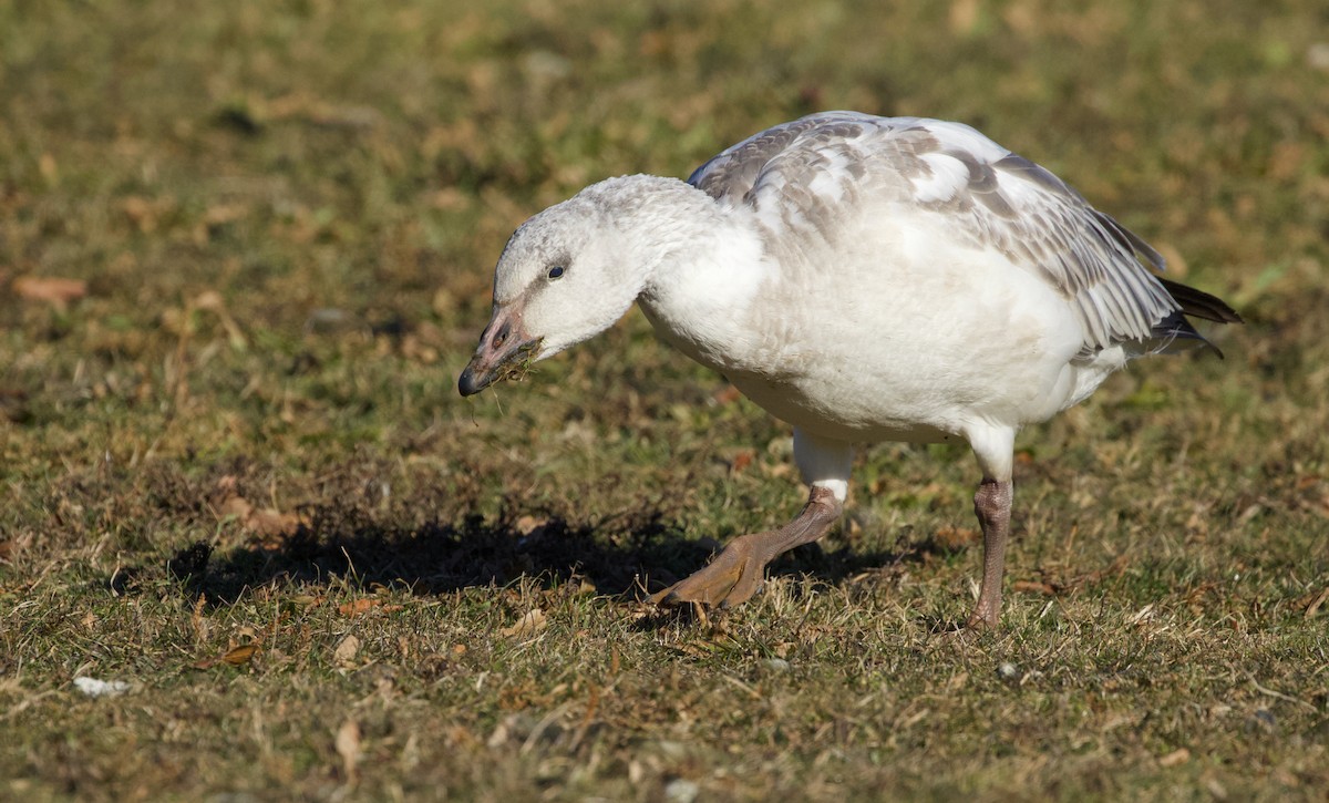 Snow Goose - ML646805271