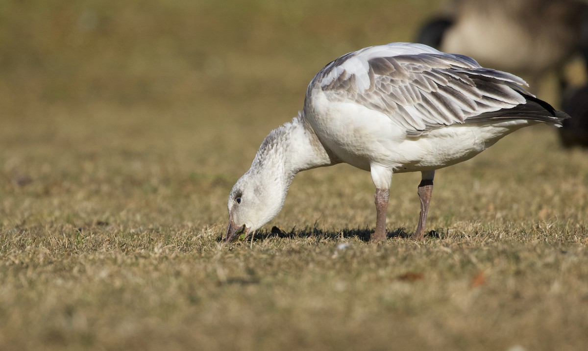Snow Goose - ML646805272
