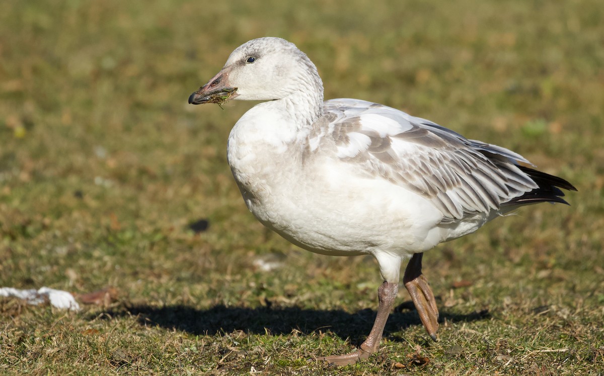 Snow Goose - ML646805273