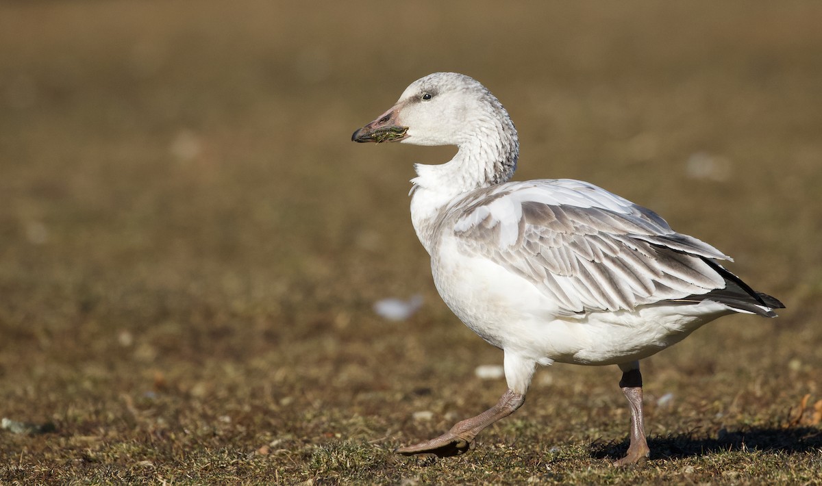 Snow Goose - ML646805274