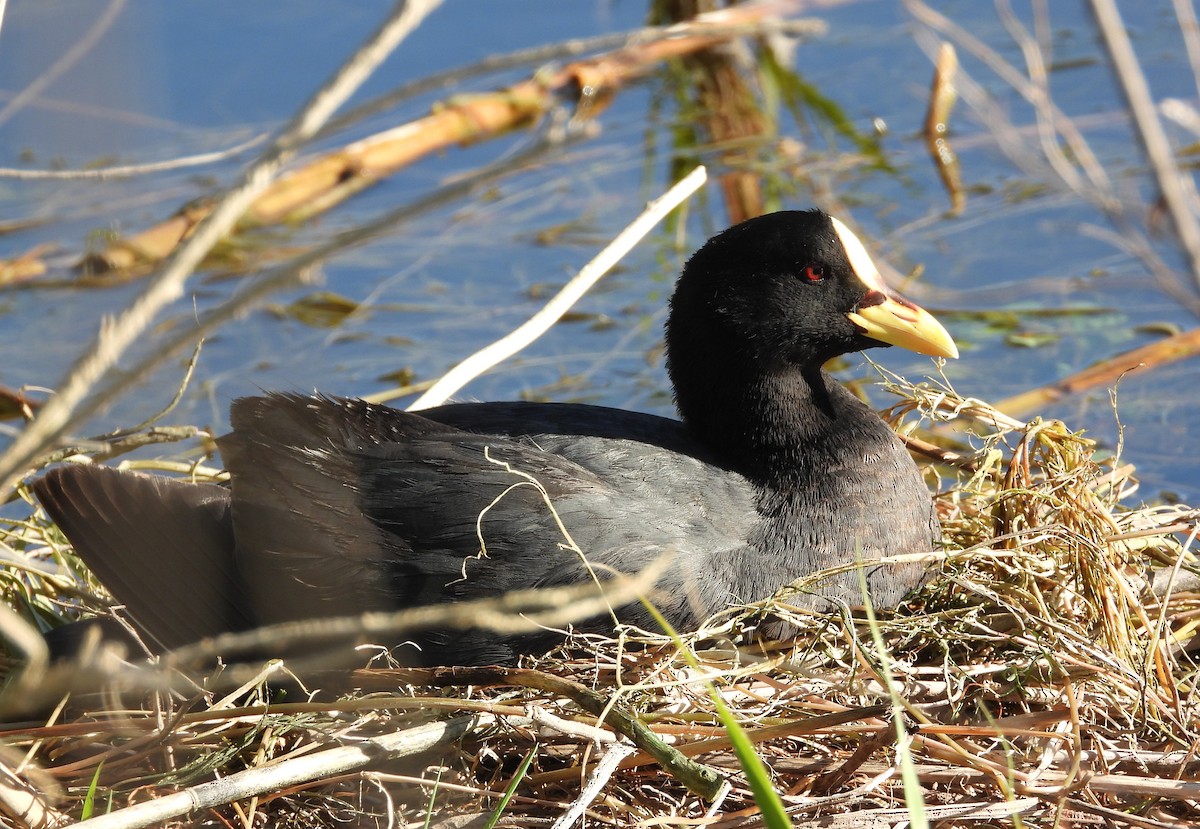 Желтоклювая лысуха - ML646805275