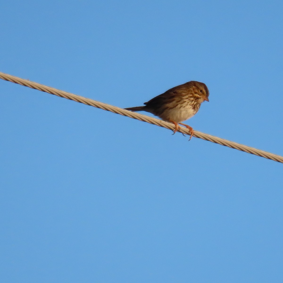 Savannah Sparrow - ML646805276