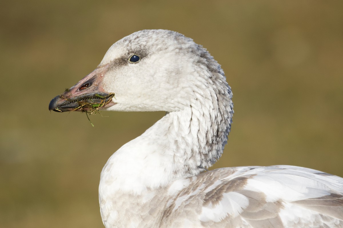 Snow Goose - ML646805277