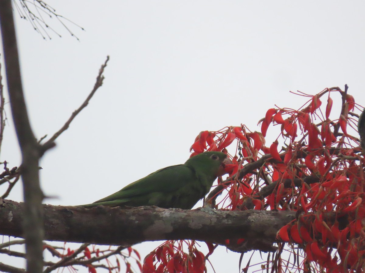 Белоглазая аратинга - ML646805280