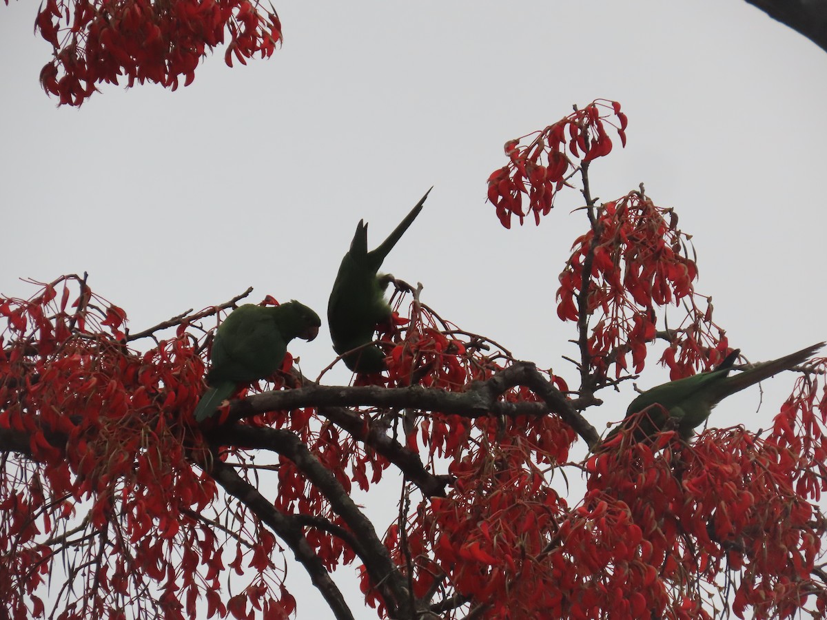 Белоглазая аратинга - ML646805281