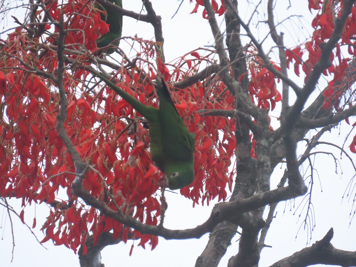 Белоглазая аратинга - ML646805282