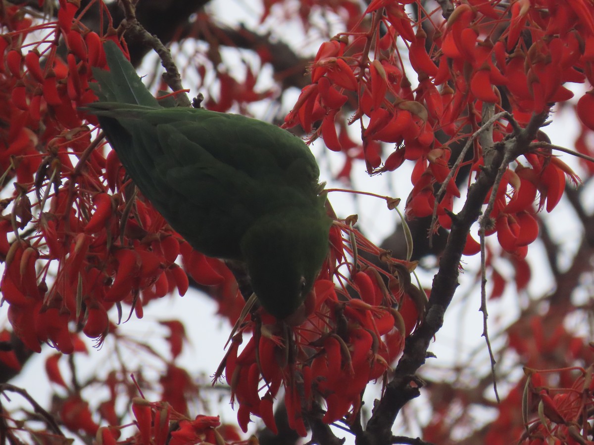 Белоглазая аратинга - ML646805283