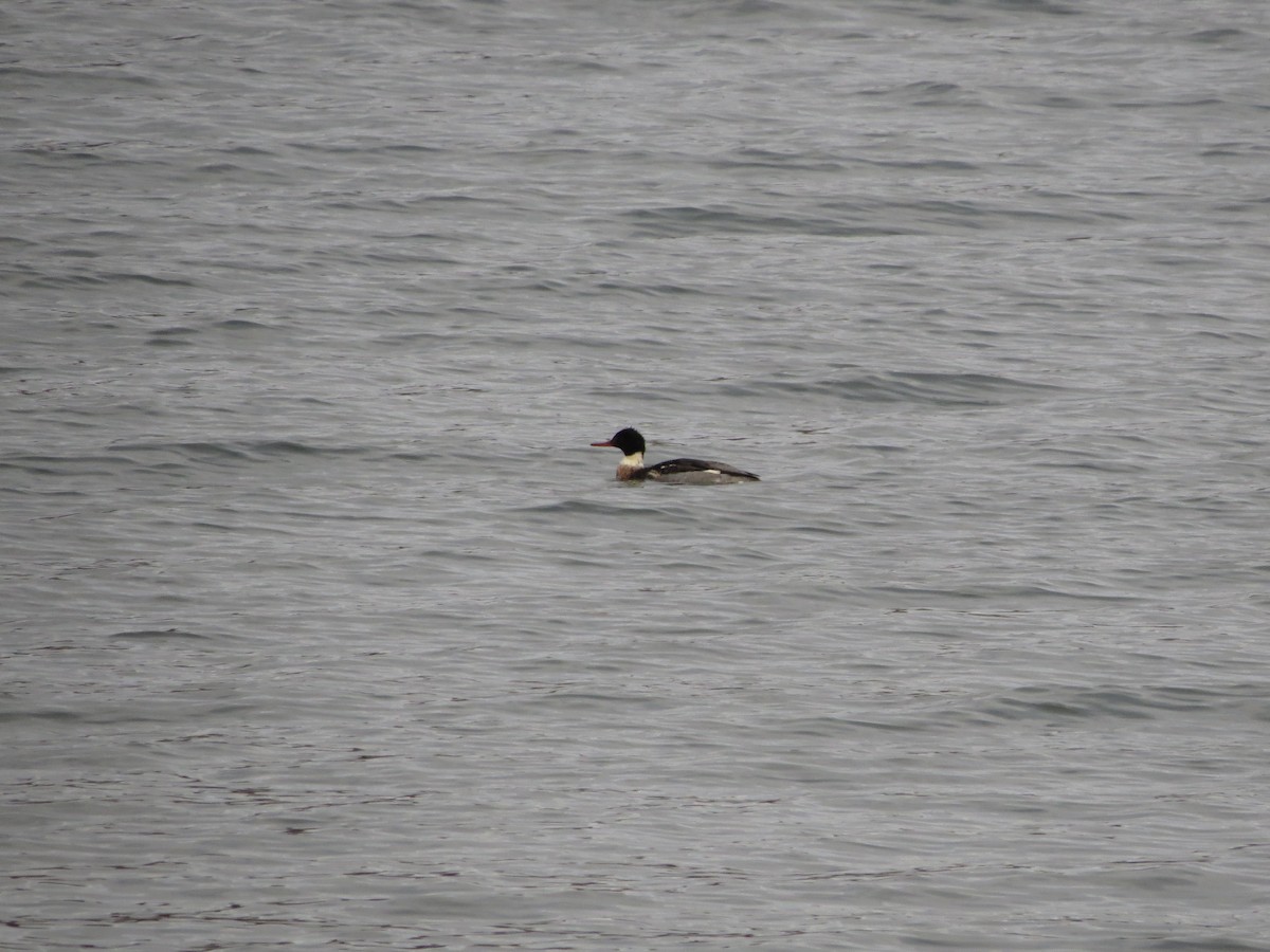 Serreta Mediana - ML646805286