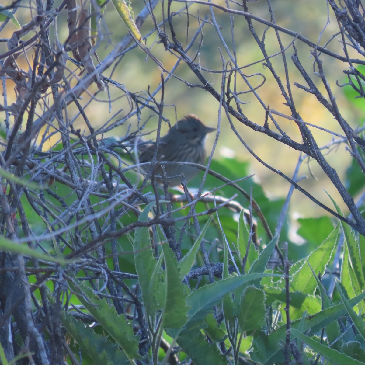 Lincolnammer - ML646805287