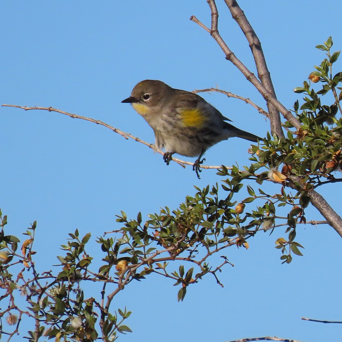 Kronenwaldsänger - ML646805290