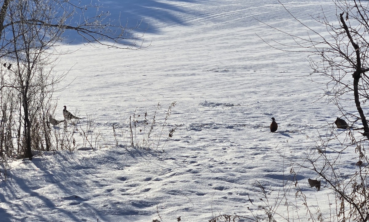 Sülün - ML646805292