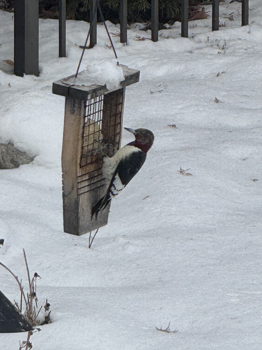 Red-headed Woodpecker - ML646805295